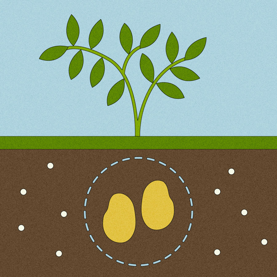 Illustration of potatoes underground surrounded by PFAS