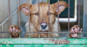 How inhumane can humans get?