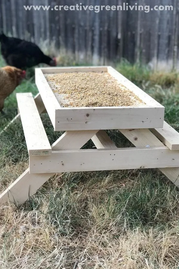 How to make a DIY chicken sized picnic table - AKA a Chicknic table (or chic nic table)! This is an adorable project to make a custom feeder for your backyard chickens that keeps their food up off the ground. It's one of those fun ideas that doubles as decor for your chicken run and keeps your chickens from getting bored. #ChickenKeeping #backyardchickens #chickenDIY How to make a DIY chicken sized picnic table - AKA a Chicknic table (or chic nic table)! This is an adorable project to make a custom feeder for your backyard chickens that keeps their food up off the ground. It's one of those fun ideas that doubles as decor for your chicken run and keeps your chickens from getting bored. #ChickenKeeping #backyardchickens #chickenDIY