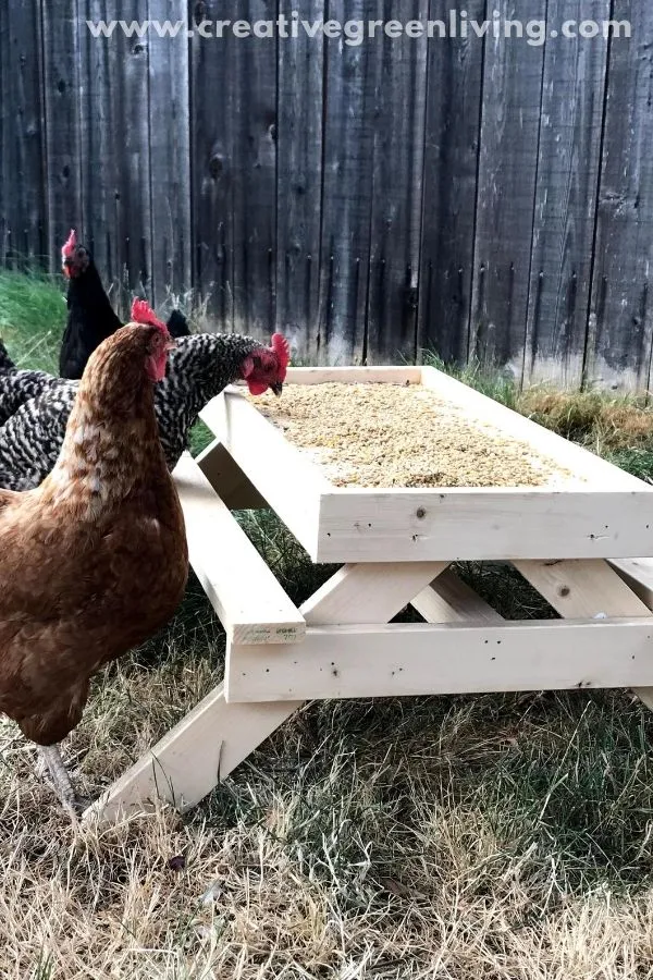 How to make a DIY chicken sized picnic table - AKA a Chicknic table (or chic nic table)! This is an adorable project to make a custom feeder for your backyard chickens that keeps their food up off the ground. It's one of those fun ideas that doubles as decor for your chicken run and keeps your chickens from getting bored. #ChickenKeeping #backyardchickens #chickenDIY How to make a DIY chicken sized picnic table - AKA a Chicknic table (or chic nic table)! This is an adorable project to make a custom feeder for your backyard chickens that keeps their food up off the ground. It's one of those fun ideas that doubles as decor for your chicken run and keeps your chickens from getting bored. #ChickenKeeping #backyardchickens #chickenDIY
