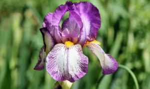11 Ways to Make Money Gardening