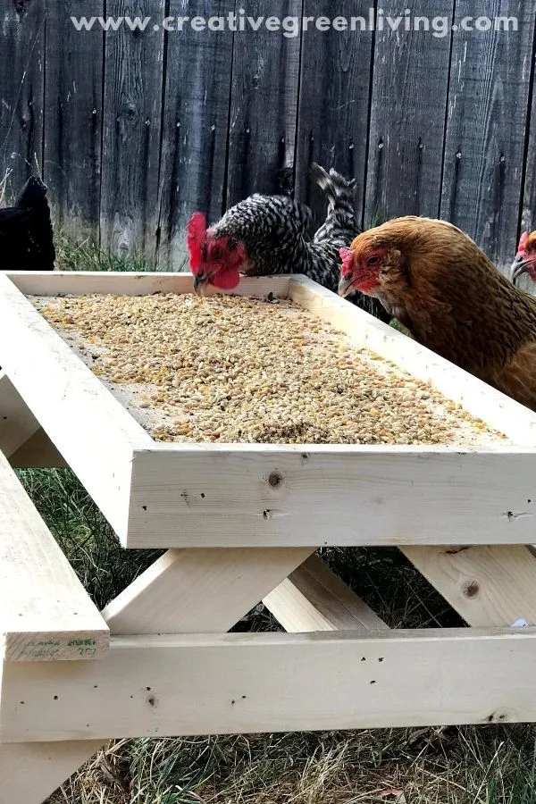 How to make a DIY chicken sized picnic table - AKA a Chicknic table (or chic nic table)! This is an adorable project to make a custom feeder for your backyard chickens that keeps their food up off the ground. It's one of those fun ideas that doubles as decor for your chicken run and keeps your chickens from getting bored. #ChickenKeeping #backyardchickens #chickenDIY How to make a DIY chicken sized picnic table - AKA a Chicknic table (or chic nic table)! This is an adorable project to make a custom feeder for your backyard chickens that keeps their food up off the ground. It's one of those fun ideas that doubles as decor for your chicken run and keeps your chickens from getting bored. #ChickenKeeping #backyardchickens #chickenDIY