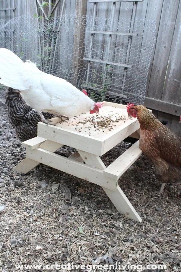 How to make a DIY chicken sized picnic table - AKA a Chicknic table (or chic nic table)! This is an adorable project to make a custom feeder for your backyard chickens that keeps their food up off the ground. It's one of those fun ideas that doubles as decor for your chicken run and keeps your chickens from getting bored. #ChickenKeeping #backyardchickens #chickenDIY How to make a DIY chicken sized picnic table - AKA a Chicknic table (or chic nic table)! This is an adorable project to make a custom feeder for your backyard chickens that keeps their food up off the ground. It's one of those fun ideas that doubles as decor for your chicken run and keeps your chickens from getting bored. #ChickenKeeping #backyardchickens #chickenDIY