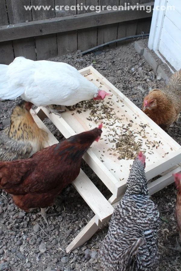 How to make a DIY chicken sized picnic table - AKA a Chicknic table (or chic nic table)! This is an adorable project to make a custom feeder for your backyard chickens that keeps their food up off the ground. It's one of those fun ideas that doubles as decor for your chicken run and keeps your chickens from getting bored. #ChickenKeeping #backyardchickens #chickenDIY How to make a DIY chicken sized picnic table - AKA a Chicknic table (or chic nic table)! This is an adorable project to make a custom feeder for your backyard chickens that keeps their food up off the ground. It's one of those fun ideas that doubles as decor for your chicken run and keeps your chickens from getting bored. #ChickenKeeping #backyardchickens #chickenDIY