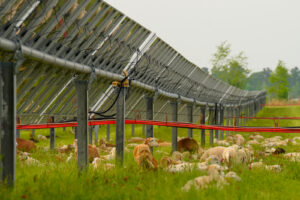 In Georgia, sheep and solar panels...