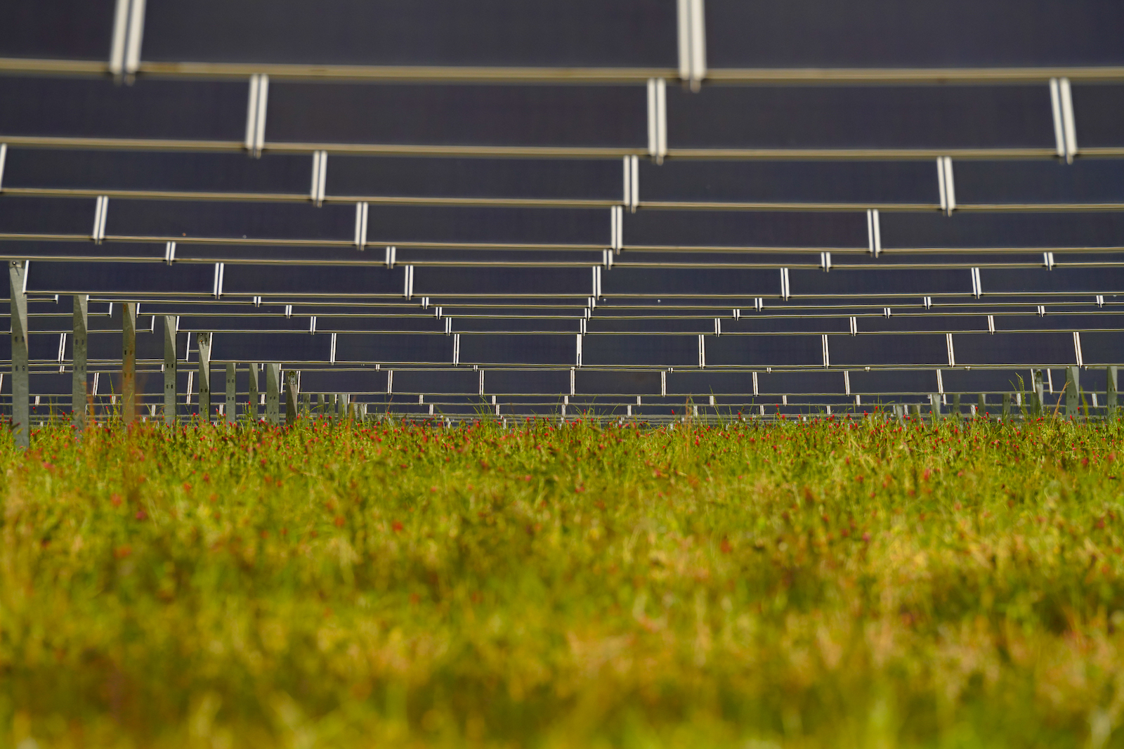 Grasses grow long under a solar array on a farm