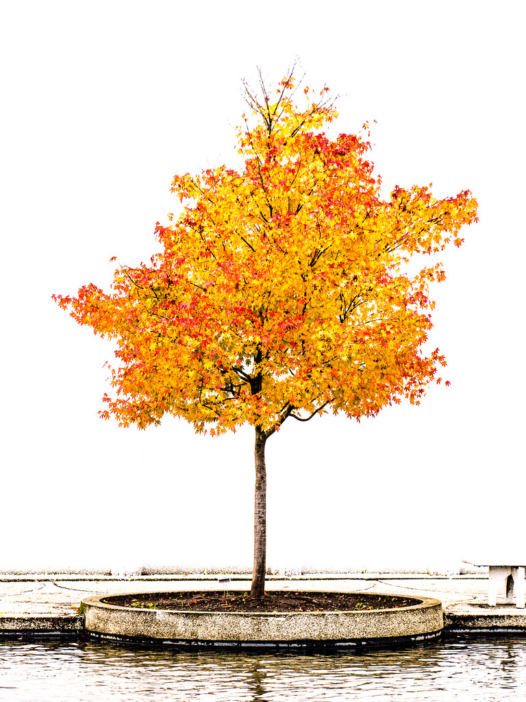 autumn colors