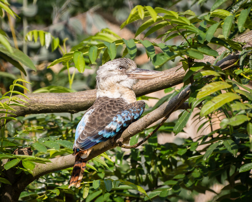 Kookaburra
