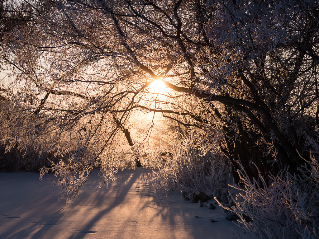 sunrise through the trees
