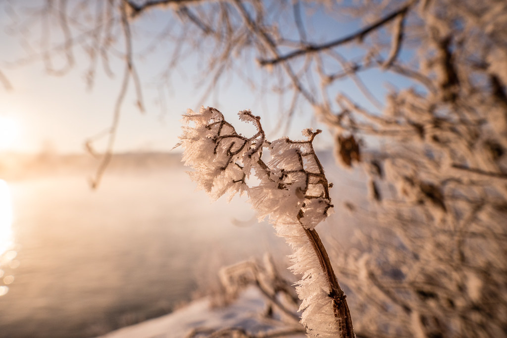 frosty foggy morning