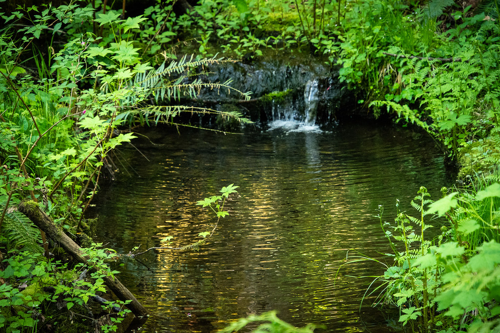 pool surrounded by greenery