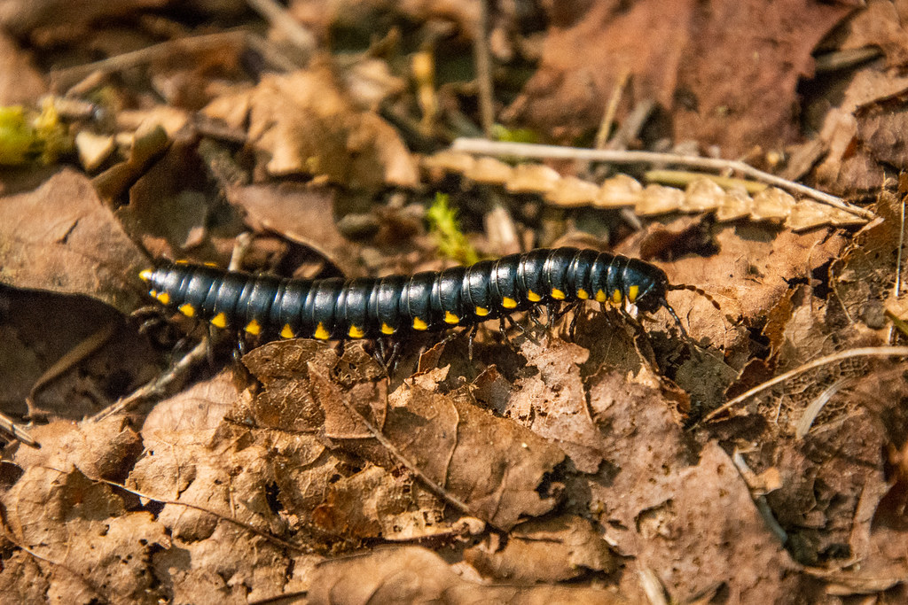 Yellow-spotted millipede