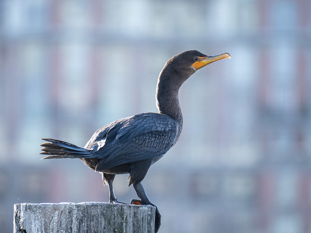 Double-crested cormorant