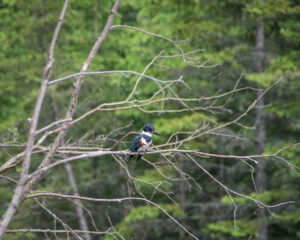 EcoFriendly Sask: Introducing the Belted Kingfisher