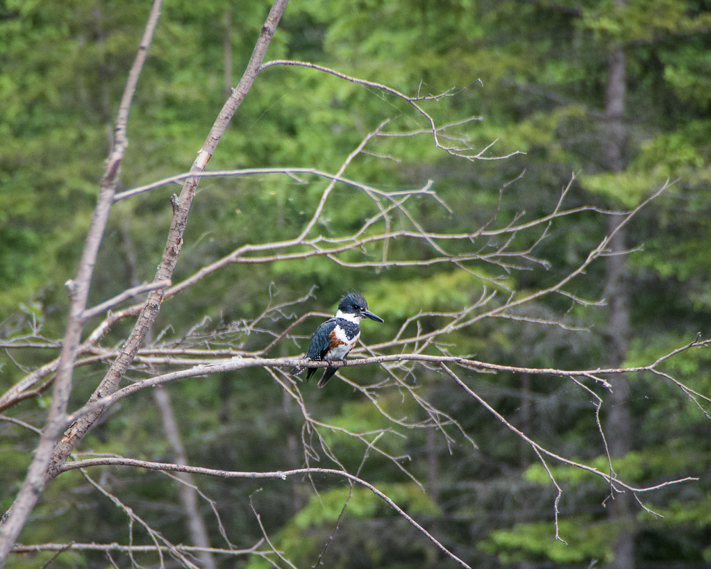 EcoFriendly Sask: Introducing the Belted Kingfisher