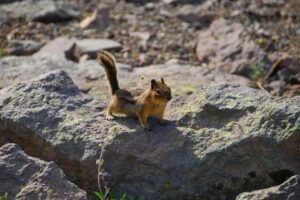 Nature Directives ‘Fit for Purpose’: a...