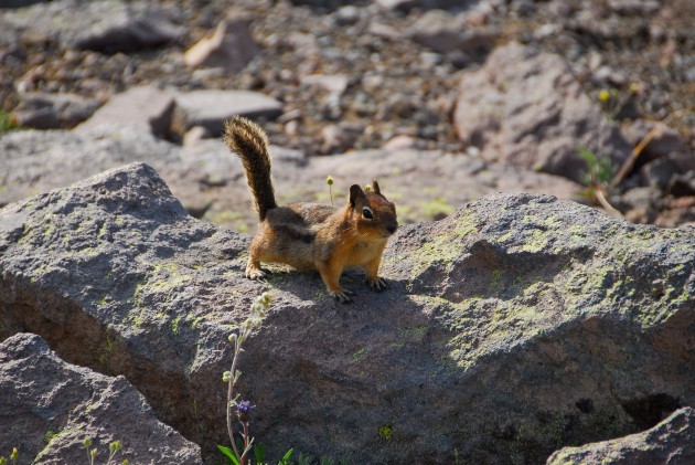 Nature Directives ‘Fit for Purpose’: a...