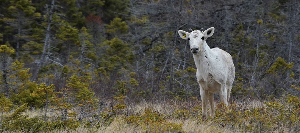 Boreal caribou