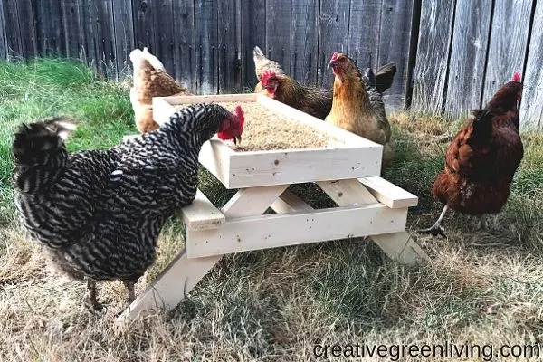 How to make a DIY “Chicknic...