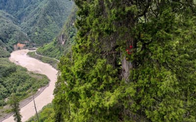 A climber scales the tallest tree in Asia, a 335-foot cypress growing in the Yarlung Tsangpo Grand Canyon.