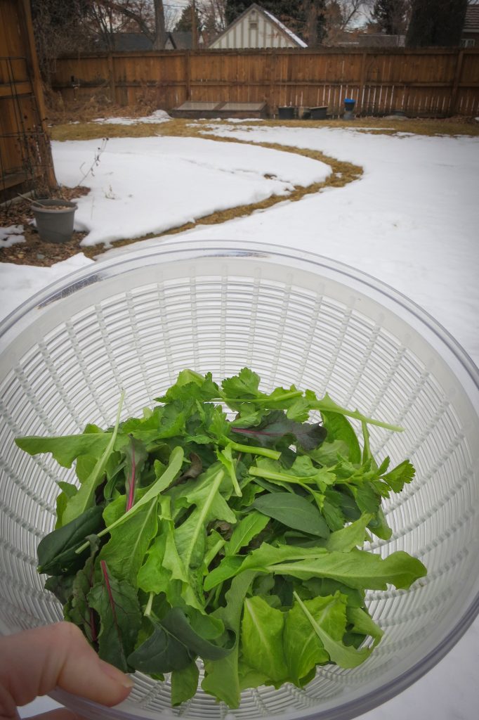 Colorado Cold Frame Greens, February 17, 2020