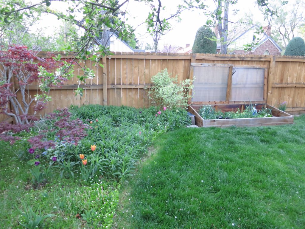 Colorado Cold Frame in the Spring