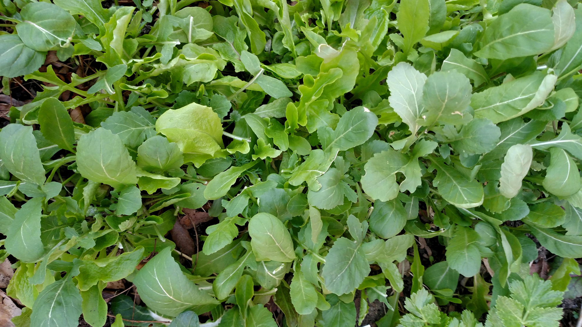 Cold Frame Vegetables in Colorado