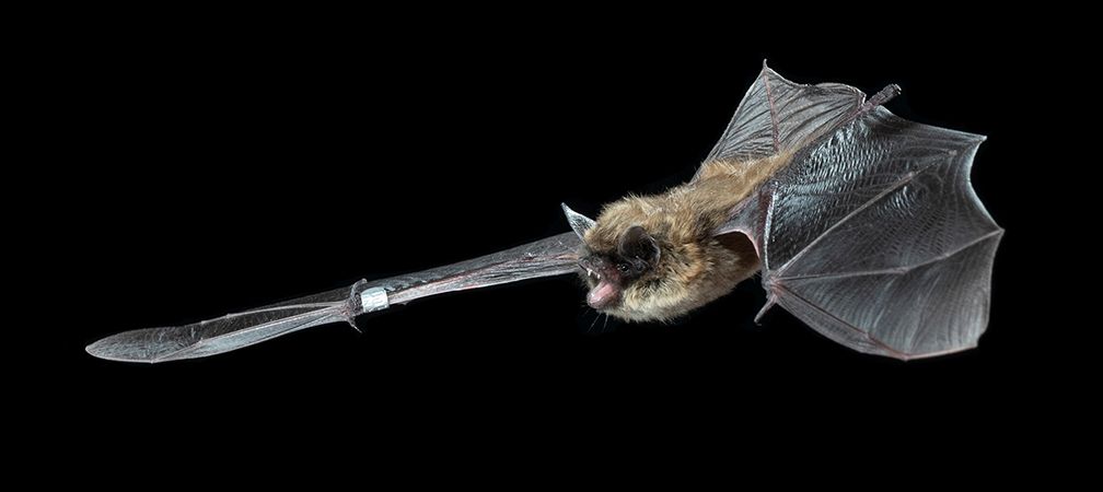 Eastern small footed bat