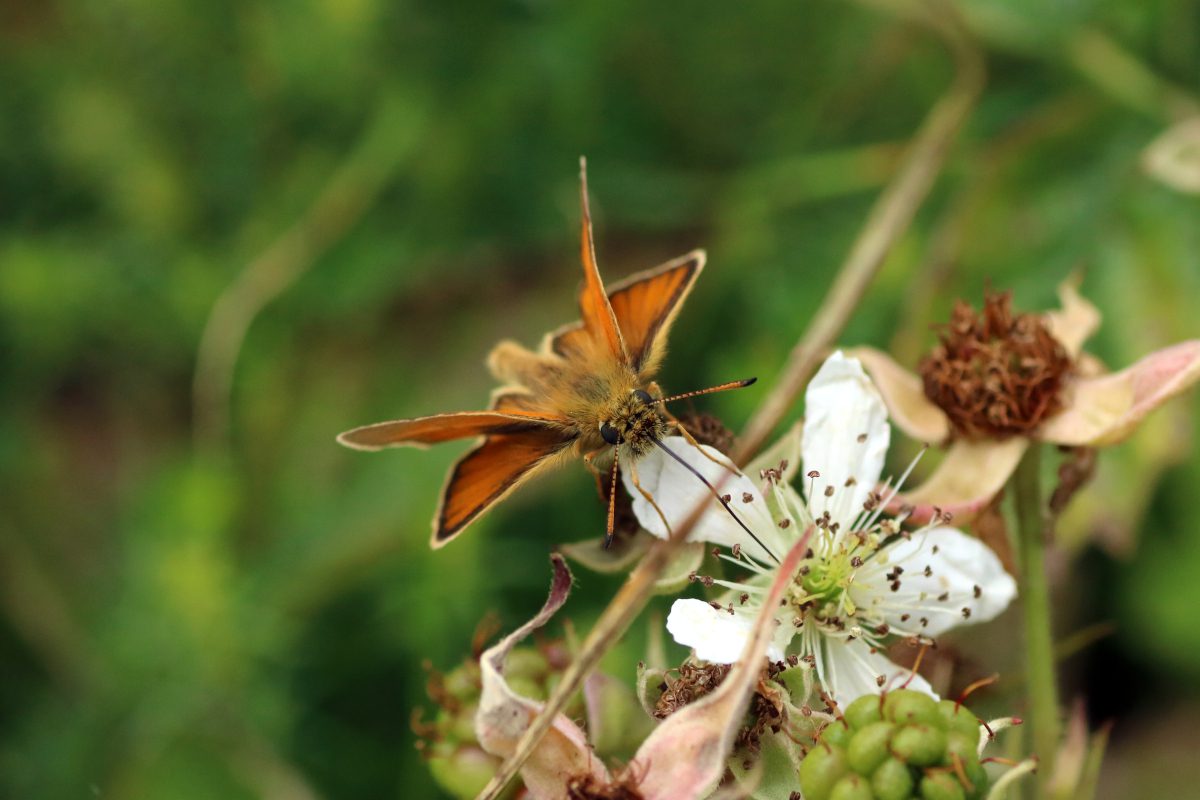 Groups celebrate decade of wildlife gains...