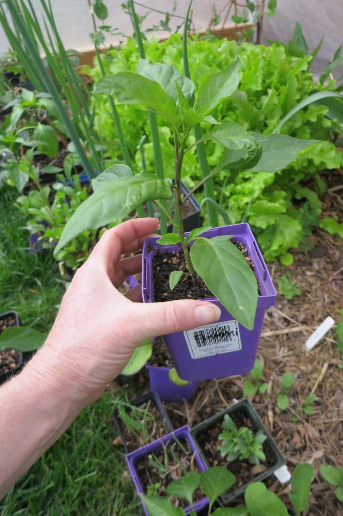 Pepper seedling in hoop house in Denver, Colorado on May 30, 2020