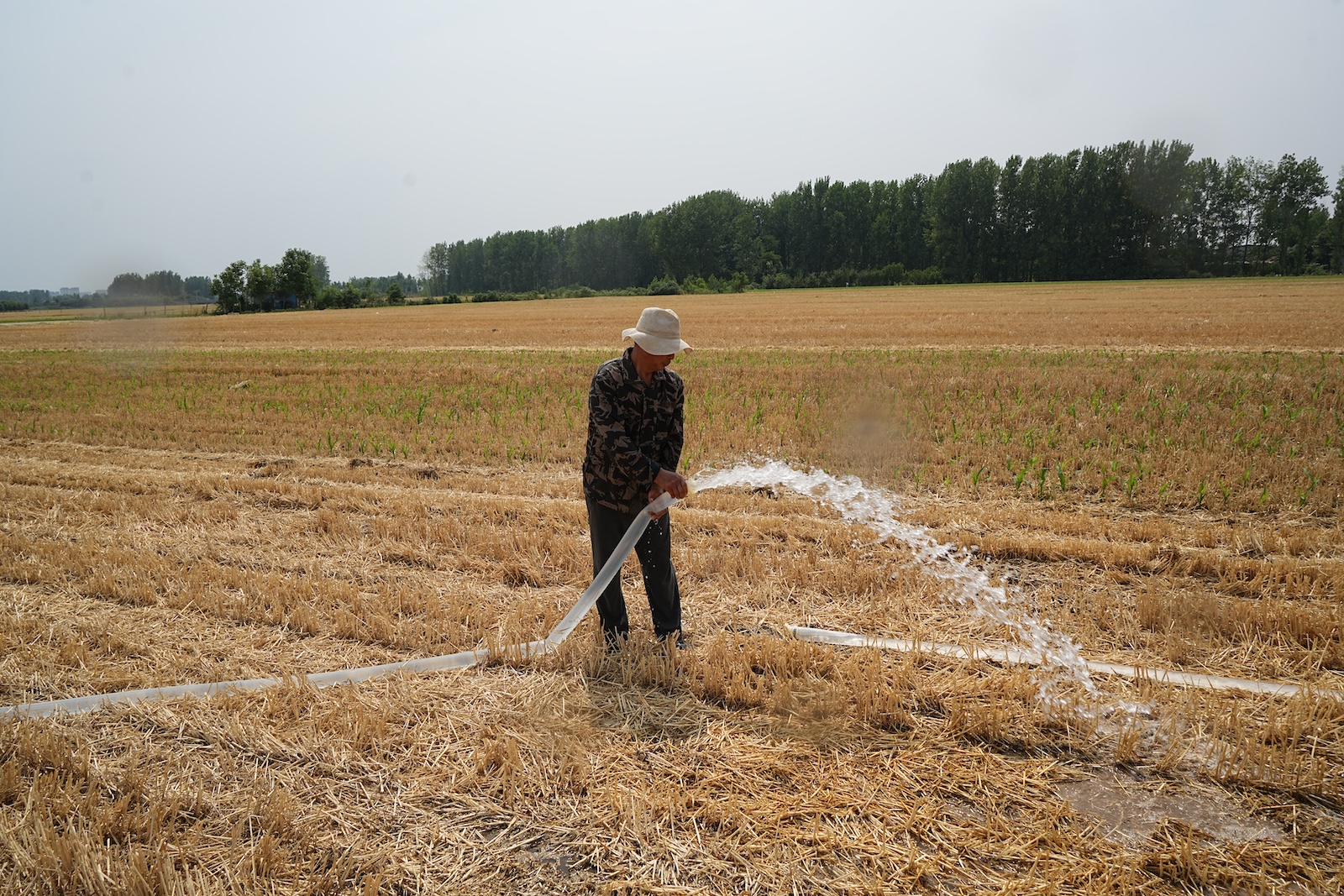 A farmer sprays water on a field following weeks of sweltering weather