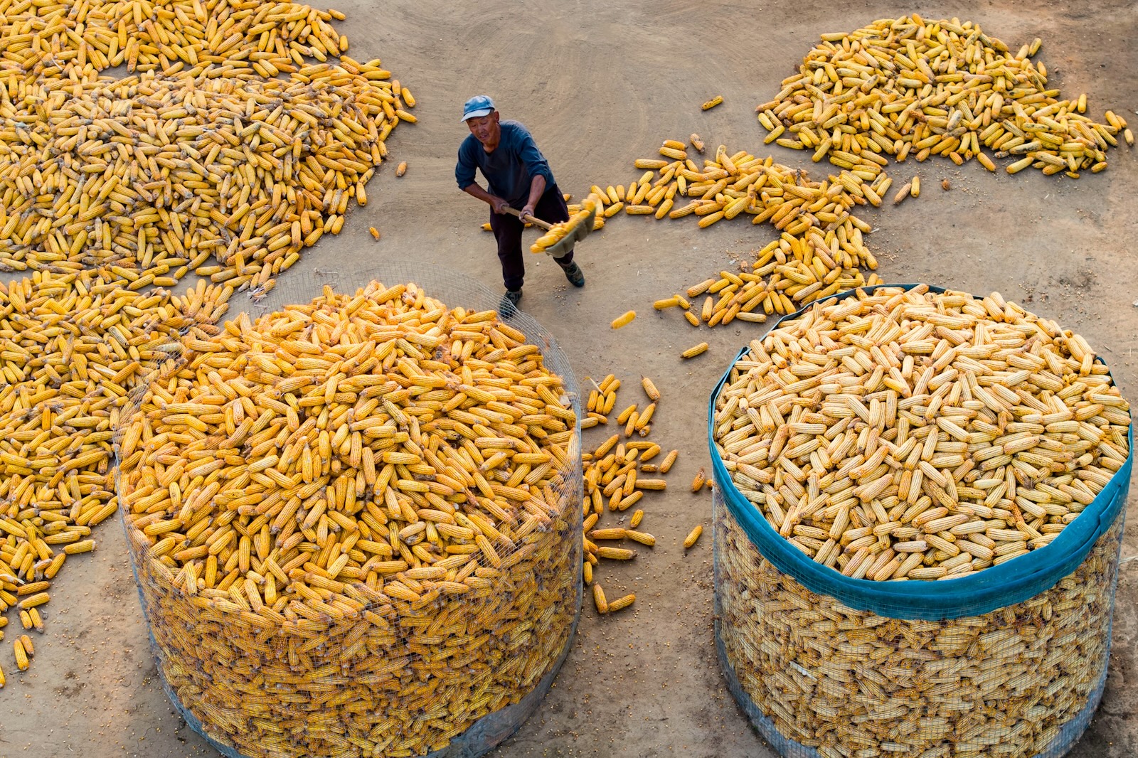 villagers use a large shovel to toss corn cobs that were drying on a patch of dirt into giant wire baskets