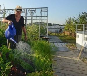 Water-to-Air Ratio – Green Roofs 101