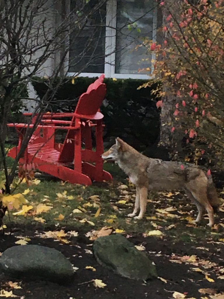 Eastern Coyote, Mississauga