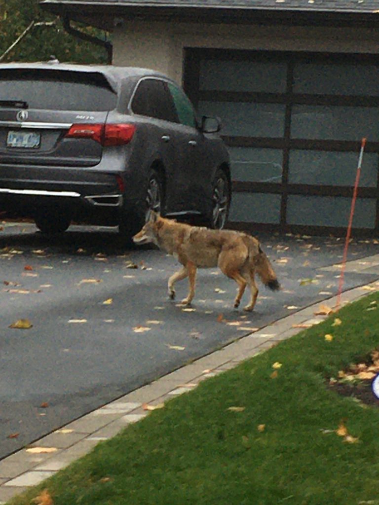Eastern Coyote, Mississauga