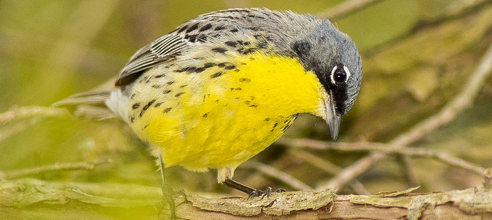 endangered Kirtland’s warbler