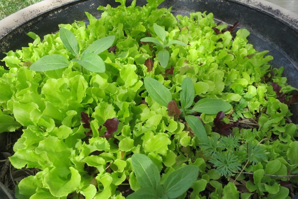 Lettuce Pot in Colorado Hoop House, May 30, 2020