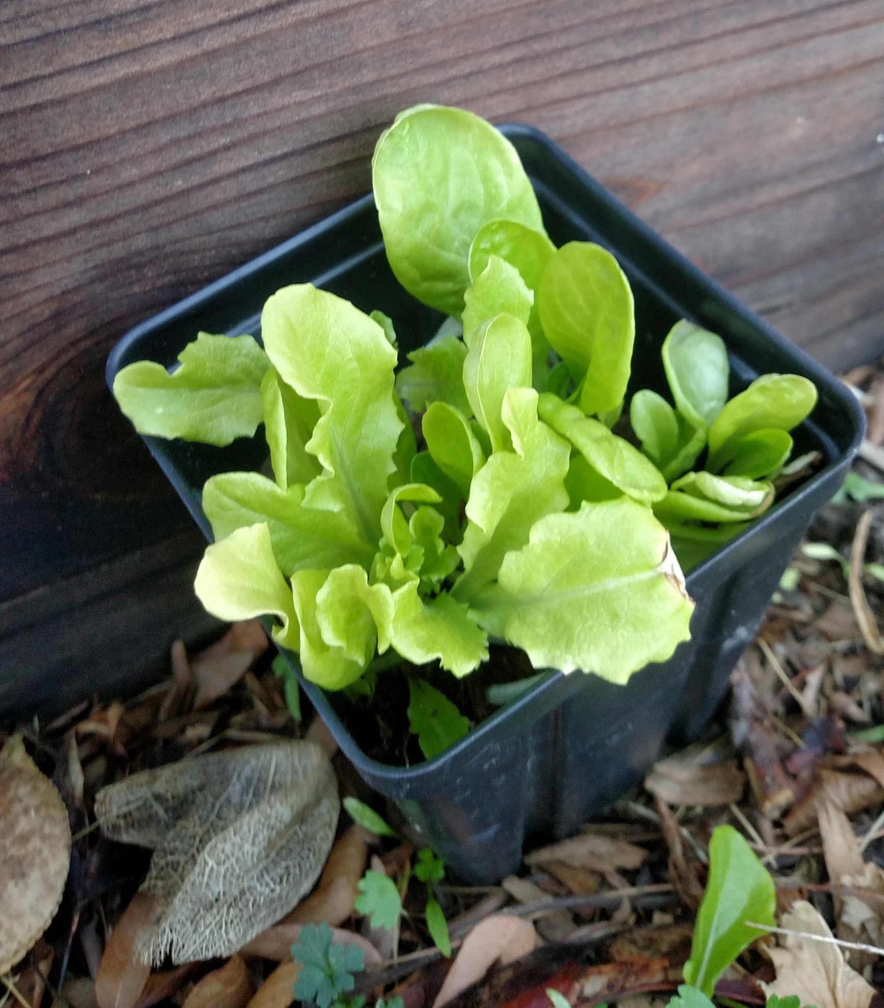 Colorado cold Frames - Cold Weather veggies