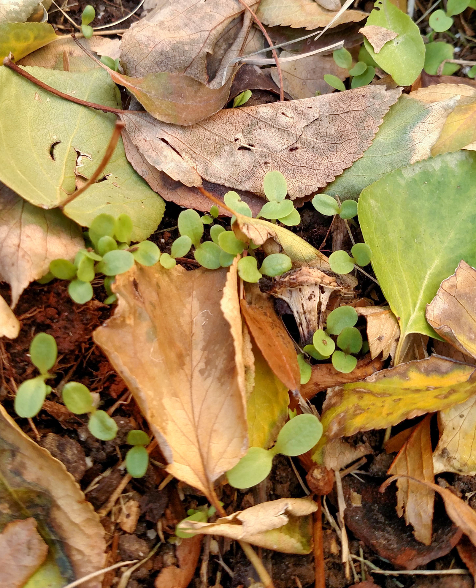Colorado Cold Frame Lettuce Seedlings in Winter