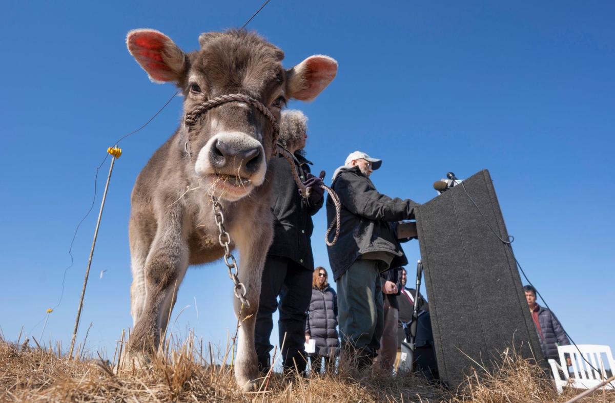 A photo shows a calf in the foreground staring at the camera, next to man stands at a podium in a field