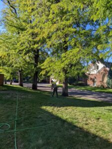 Compost Tea for Trees in Denver...