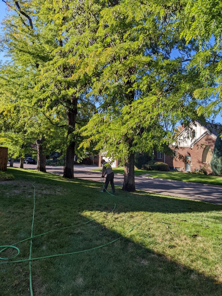 Compost Tea for Trees in Denver...