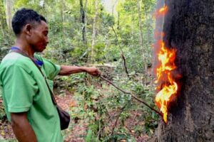 Cambodian Forest Defenders at Risk for...