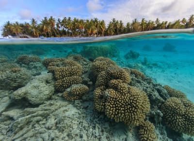 How Natural Solutions Can Help Islands...