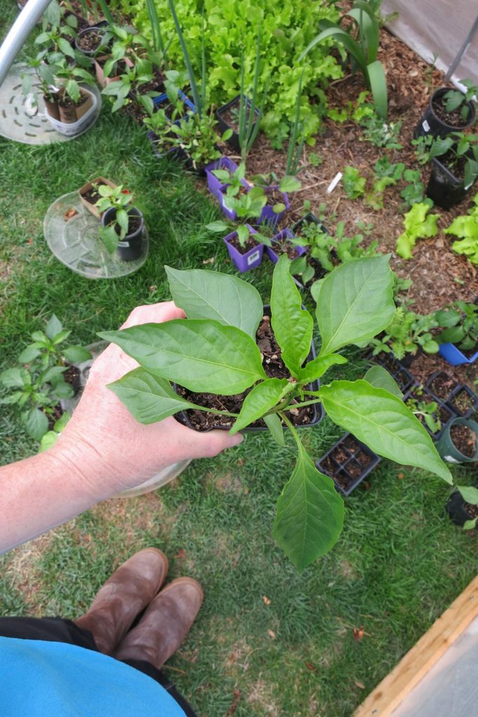 Pepper seedlings in hoop house in Denver, Colorado for protection in spring