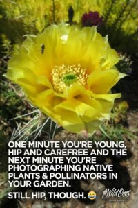 Colorado Pollinator Month –