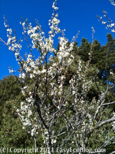 Green Spring Cleaning Tips and Season...