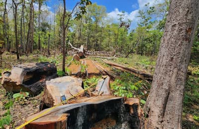Logged trees in Preah Roka.