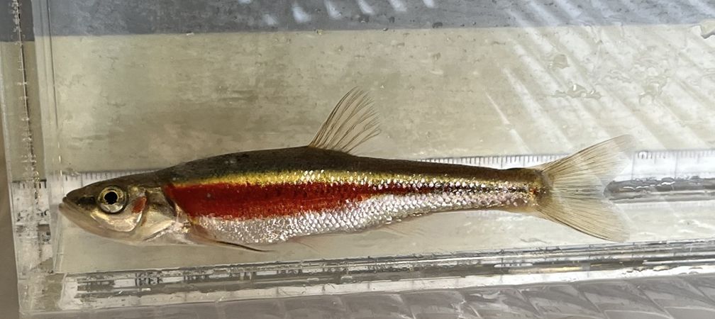 Redside Dace