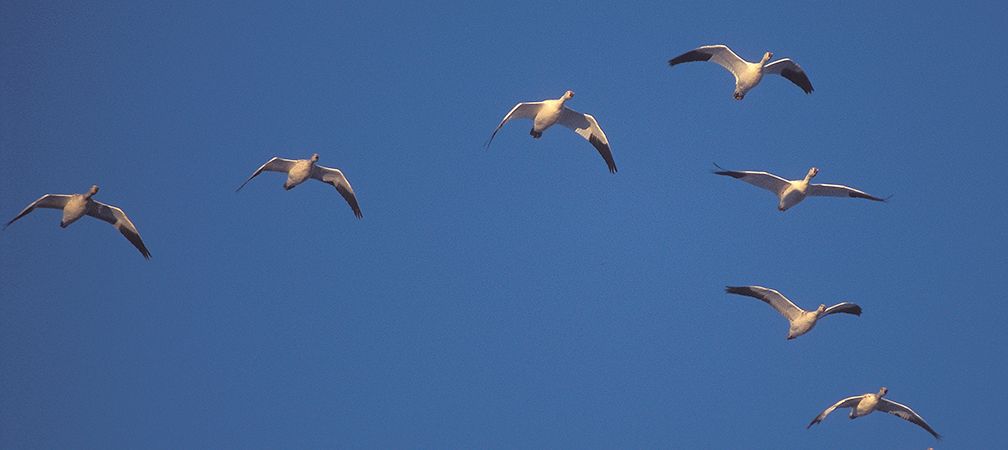 snow geese in flight